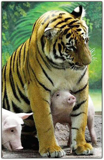 tigre-viviendo-cerdito-cuidando